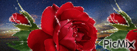ruža - Ingyenes animált GIF