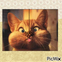 chat qui louche - Free animated GIF