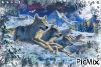 Snow wolves GIF animé