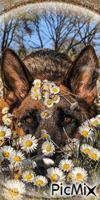 Un beau chien cacher dans les fleurs marguerites
