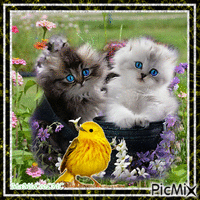 fleur chat oiseau GIF animasi