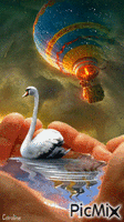 swan lake - Bezmaksas animēts GIF