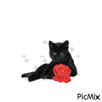 gatto Animated GIF