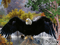 vultur - Zdarma animovaný GIF