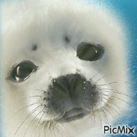 Seal анимиран GIF