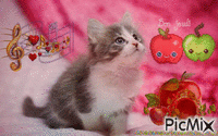 bon jeudi chaton Animated GIF
