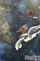 Winter Birds animasyonlu GIF