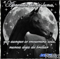 Foto de caballo con luna de fondo - Zdarma animovaný GIF