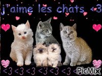 j'aime les chats 1 - Animovaný GIF zadarmo