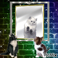 Cat In the mirror анимированный гифка