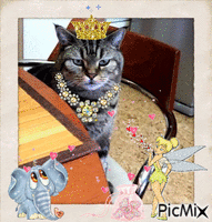 King of Cats - Free animated GIF