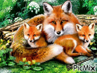 lišky GIF animata