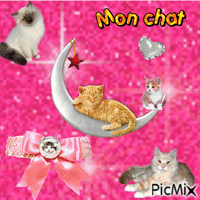cats - GIF animé gratuit