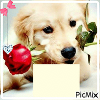 cão lindo - Darmowy animowany GIF