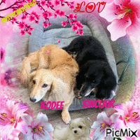 Family Dogs 2 Animated GIF