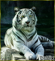 Tiger - 免费动画 GIF