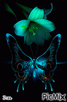 Бабочки - Besplatni animirani GIF