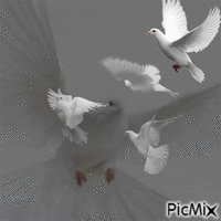 5 palomas blancas animált GIF