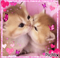 pink kitties アニメーションGIF