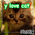 y love cat - Free animated GIF