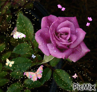 La Rosa que inspira - GIF animado gratis