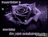Purple Rose - GIF animé gratuit