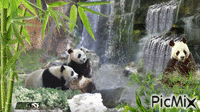 les pandas Gif Animado