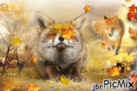 renard en automne - Gratis animeret GIF