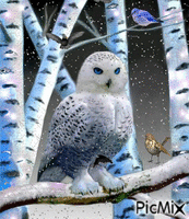 owl - Zdarma animovaný GIF