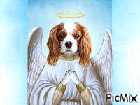 Dog Angel κινούμενο GIF