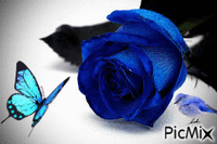rosa blu - Darmowy animowany GIF