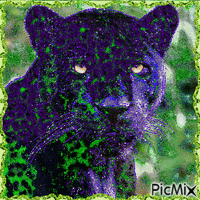 Panther - GIF animado grátis