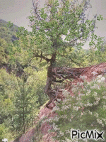 Ramas en árboles animēts GIF