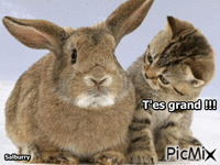 Lapin et chat GIF animé