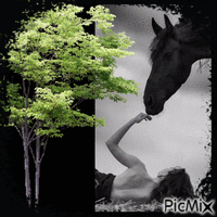 Femme et cheval !!!! - Free animated GIF