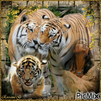 Tigres - Bezmaksas animēts GIF