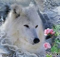 Le loup blanc et la rose - Animovaný GIF zadarmo