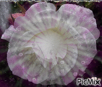 white rose - Безплатен анимиран GIF