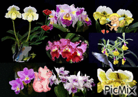 Orchid Festival of World - Bezmaksas animēts GIF