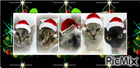 natal cats GIF animasi