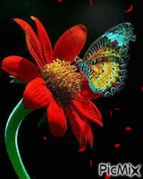 fluture - GIF animate gratis