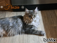 Nasz kotka Fruzia II - Animovaný GIF zadarmo