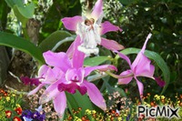 My Angel Garden - GIF animado gratis