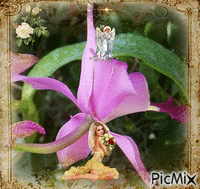 Orchid Garden - Gratis animeret GIF