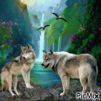 Wolf on the side of the waterfall