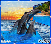 Dolphins - GIF animé gratuit