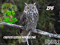 Cautious Lesser Horned Owl - Zdarma animovaný GIF