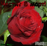 ЧЕСТИТ 8 МАРТ! - Bezmaksas animēts GIF