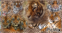 tigre анимированный гифка