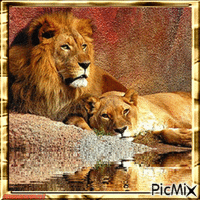 Lion and Lioness - GIF animé gratuit